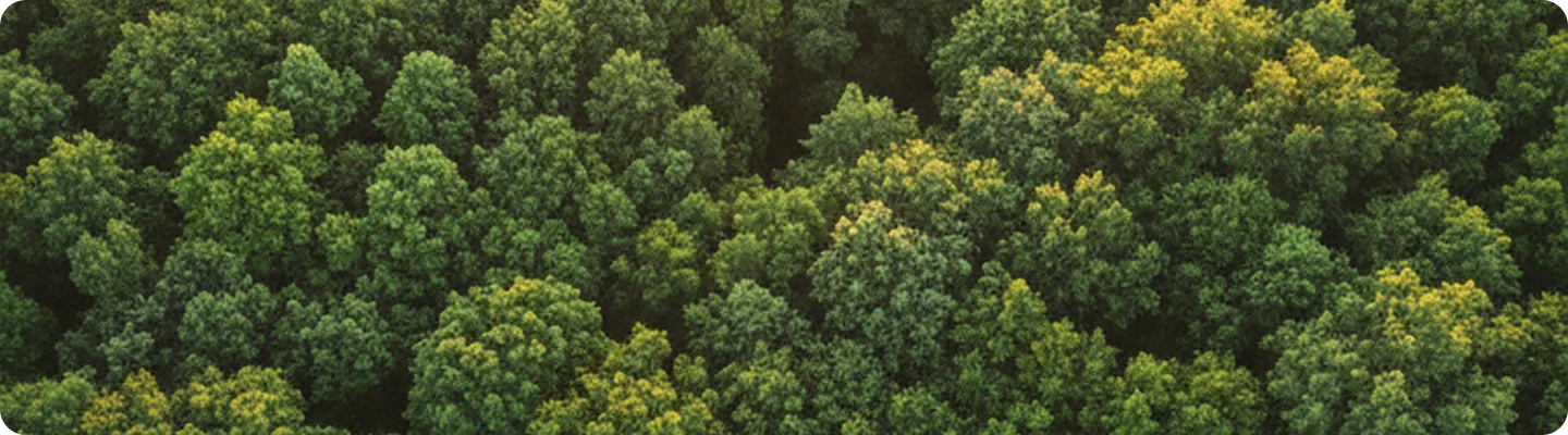 Sustainable business SEO